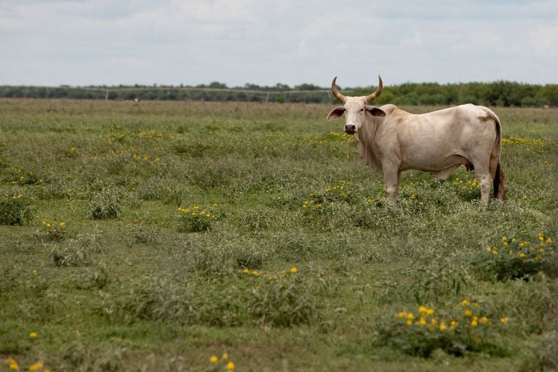 You are currently viewing Texas ranchers on edge after screwworm parasite detected in calf