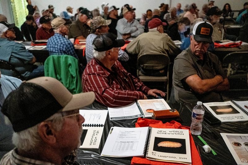 You are currently viewing ’They’re betting our herd’: Texas ranchers question USDA as screwworm returns