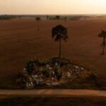 Read more about the article Soaring fertilizer prices dim Brazilian farmers’ edge over US rivals