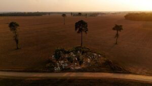 Read more about the article Soaring fertilizer prices dim Brazilian farmers’ edge over US rivals