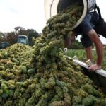 Read more about the article French wine exporters say Trump’s latest tariff threat is bad news