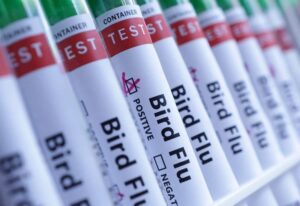 Read more about the article Australia confirms first case of H5 bird flu