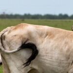 Read more about the article USDA reports three new cases of screwworm, bringing total to 15