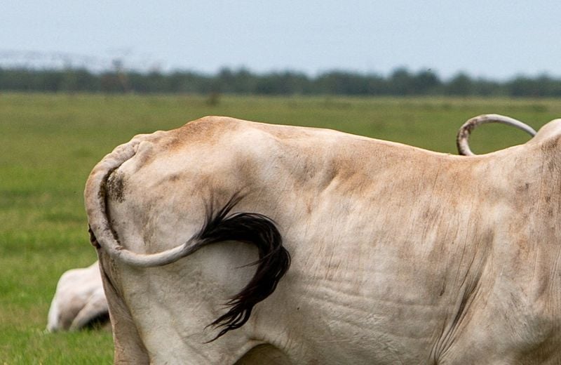 You are currently viewing USDA reports three new cases of screwworm, bringing total to 15