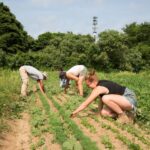 Read more about the article New York launches tariff relief program for farmers