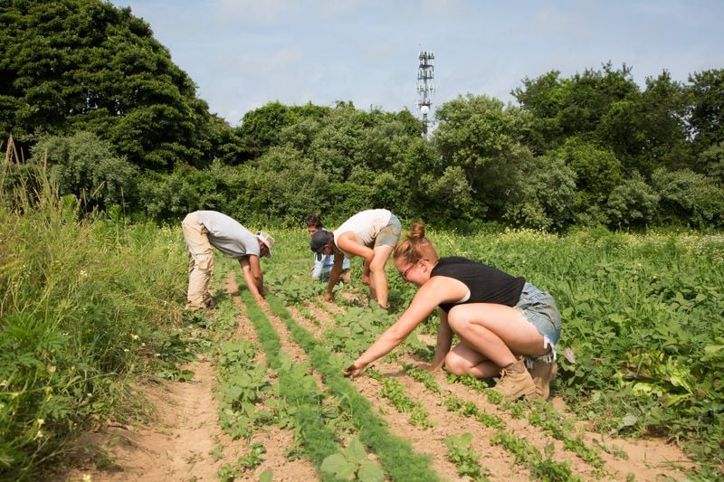 You are currently viewing New York launches tariff relief program for farmers