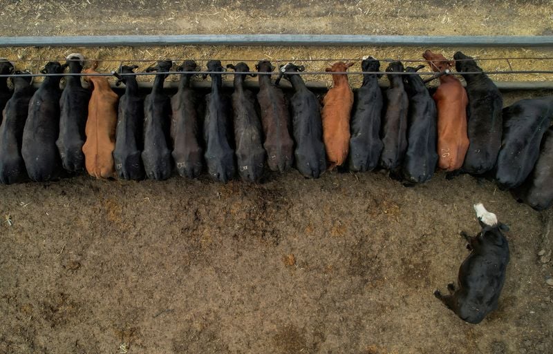 You are currently viewing US beef prices stay red-hot for summer cookouts