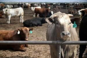 Read more about the article USDA reports unusually large US beef export sales, raising doubts over data