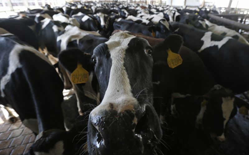 You are currently viewing USDA lowers beef export sales by 90% amid growing doubts over data