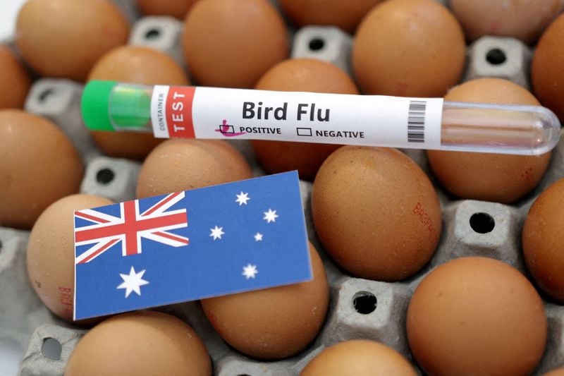 You are currently viewing Australia confirms H5N1 bird flu case in Australian seabird for first time
