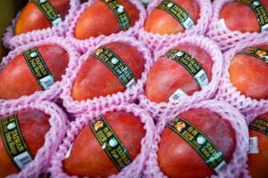 Read more about the article Taiwan’s premium mangoes wing their way to Europe for the first time